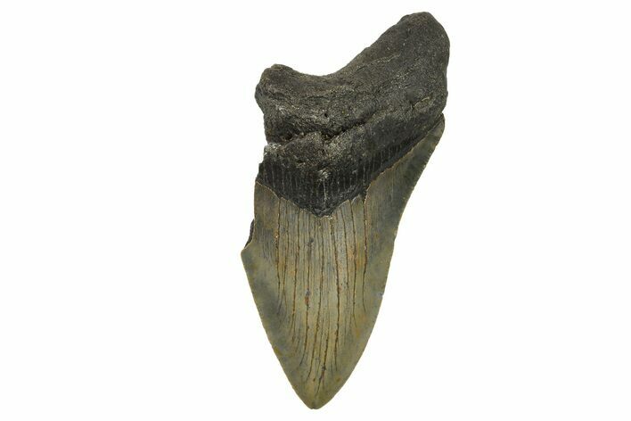 Bargain, Fossil Megalodon Tooth - Serrated Blade #296429